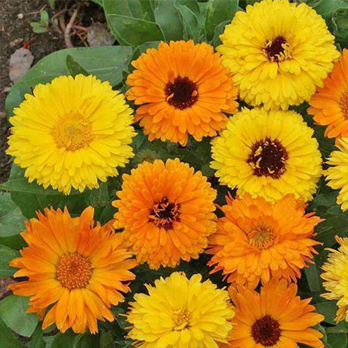 How To Grow Calendula From Seed