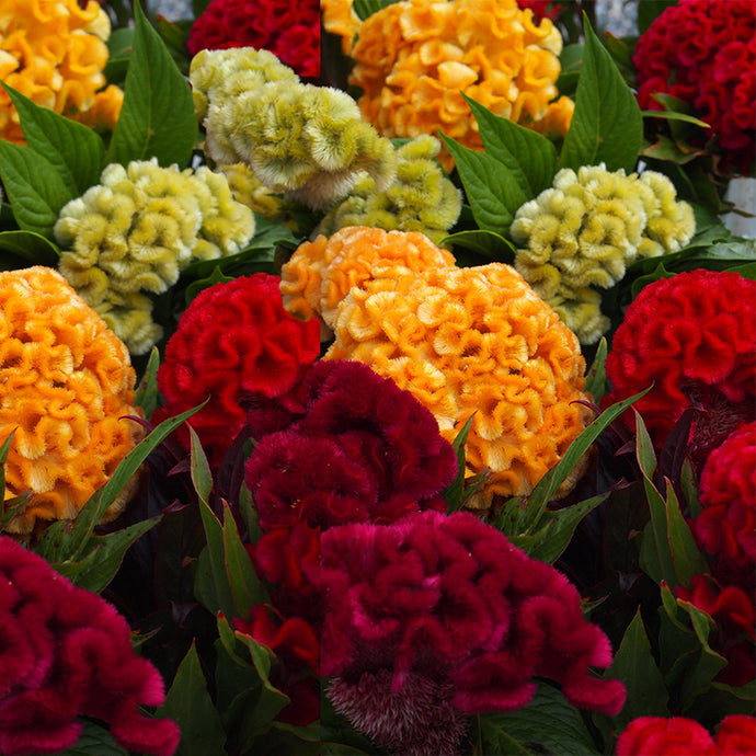 How To Grow Celosia From Seeds