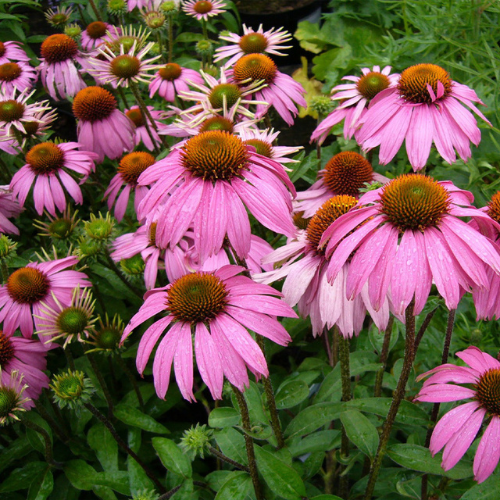 How To Grow Coneflower From Seeds