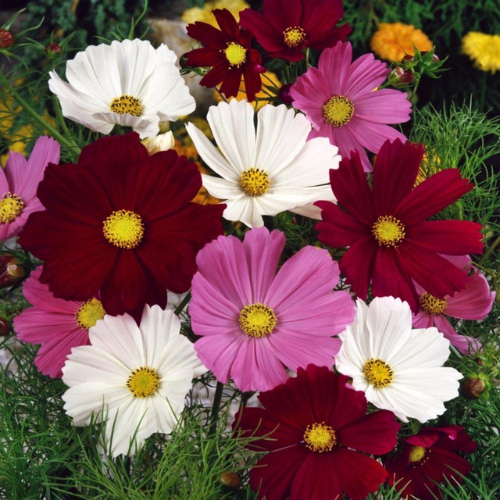 How To Grow Cosmos Bipinnatus From Seeds