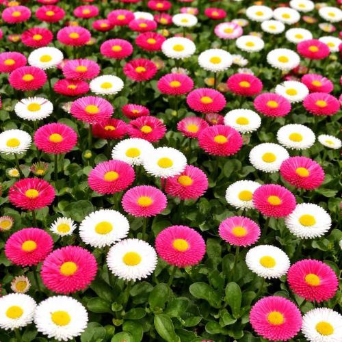 How To Grow English Daisy From Seeds  Gardening Plants And Flowers