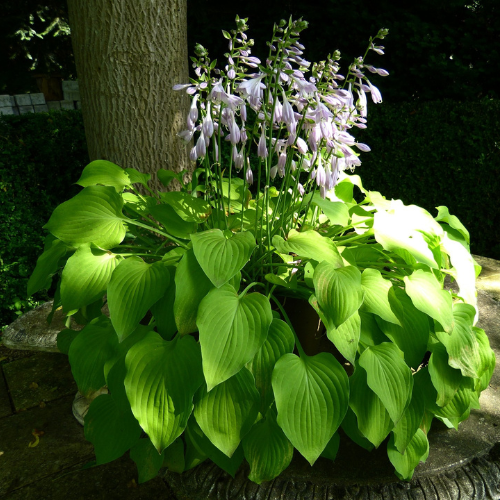 How To Plant Hosta Seeds