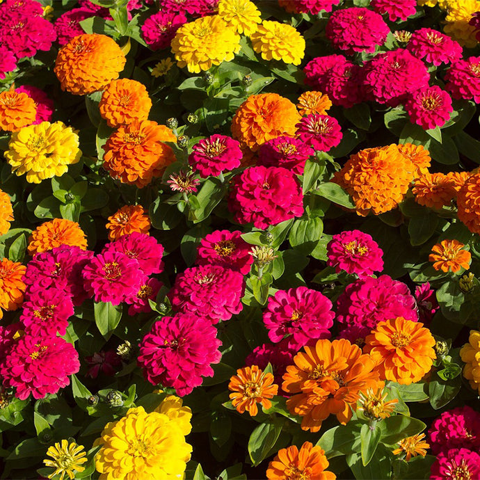How To Grow Zinnia From Seeds