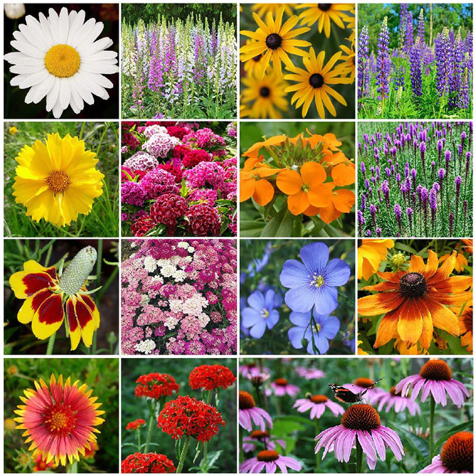 Kickstart Your Garden with Vibrant Wildflower Seeds