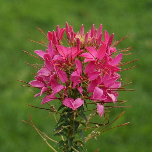 How To Grow Cleome From Seeds  Gardening Plants And Flowers