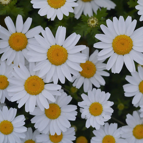 How To Grow Shasta Daisy From Seeds