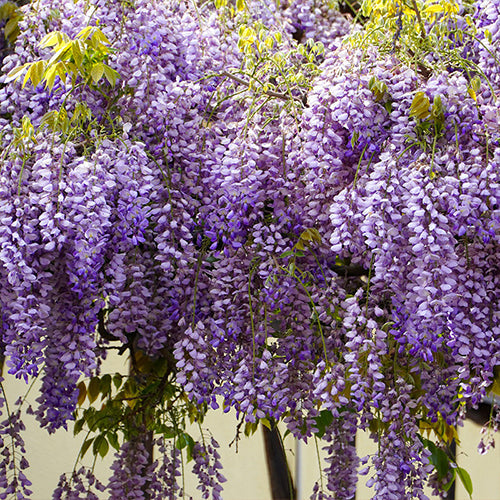How To Grow Wisteria From Seeds  Gardening Plants And Flowers