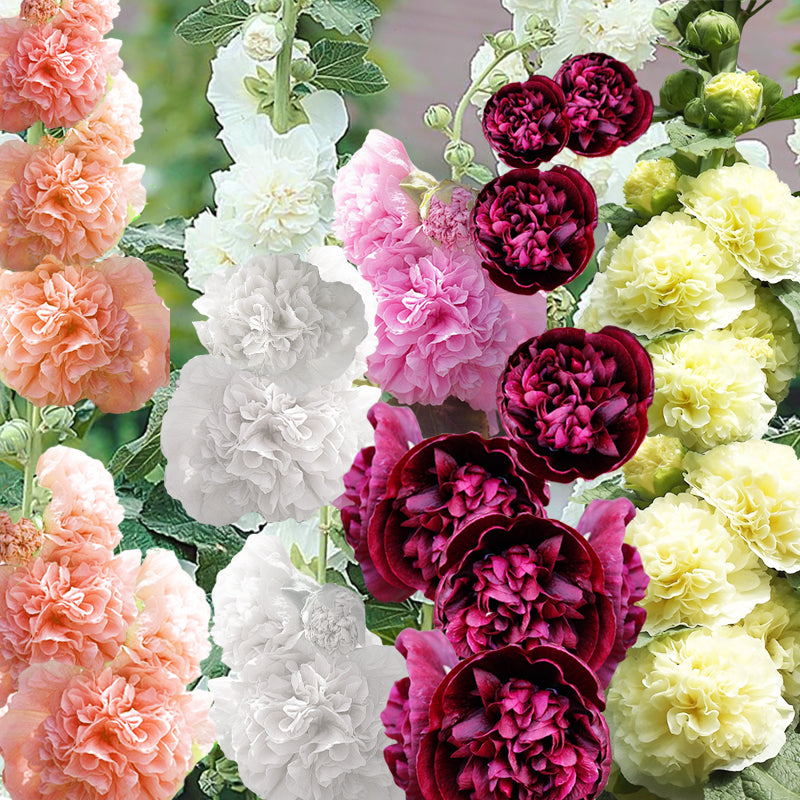 Alcea Chater's Double - Gardening Plants And Flowers
