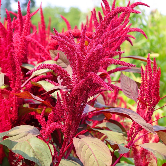 A cluster of red garnet amaranth plants with elongated flower spikes in various shades of green and red.