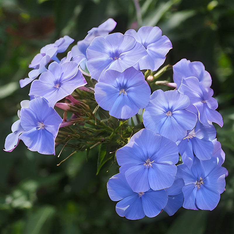 A blue phlox flower on a blurry green garden background