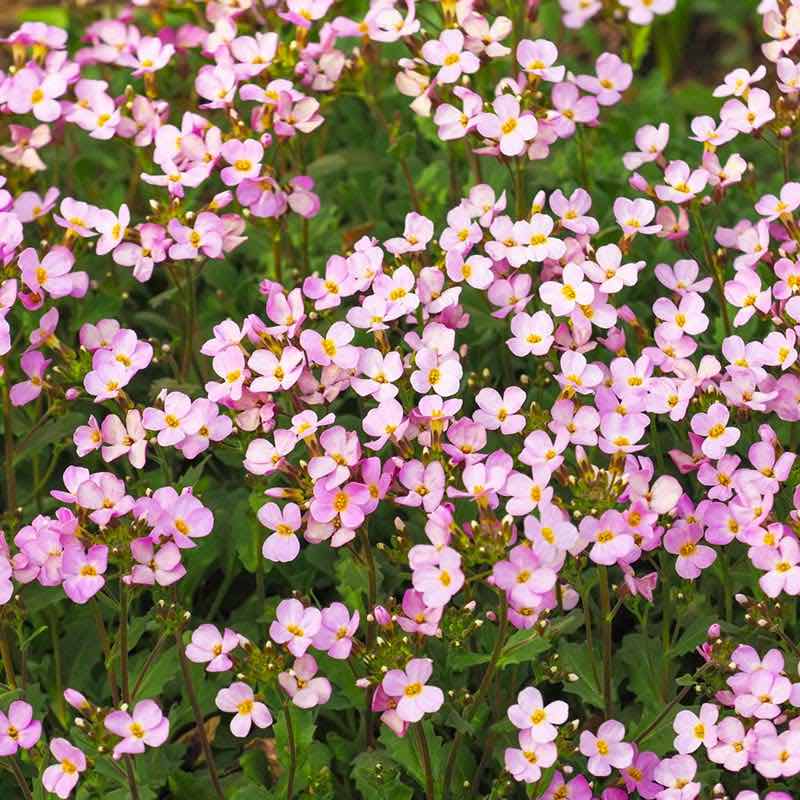 Close-up of arabis pink and white flowers with green leaves