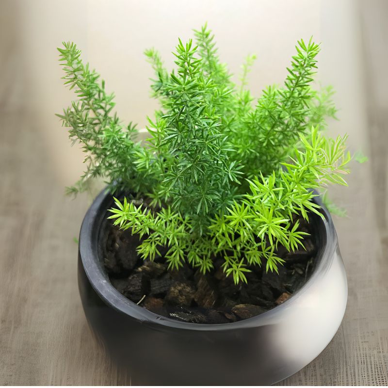 asparagus densiflorus sprengeri - Gardening Plants And Flowers