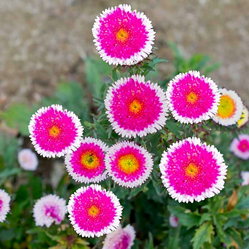 Aster Seeds - Callistephus Chinensis - Multi-color Flower For Container And Garden