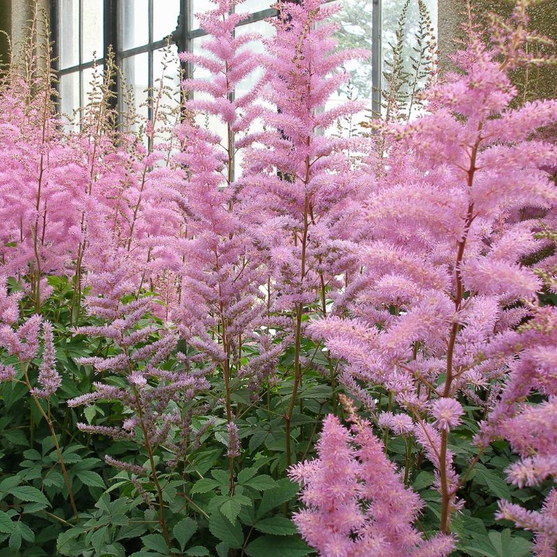 A garden bed beneath the house window is filled with pink astilbe flowers.