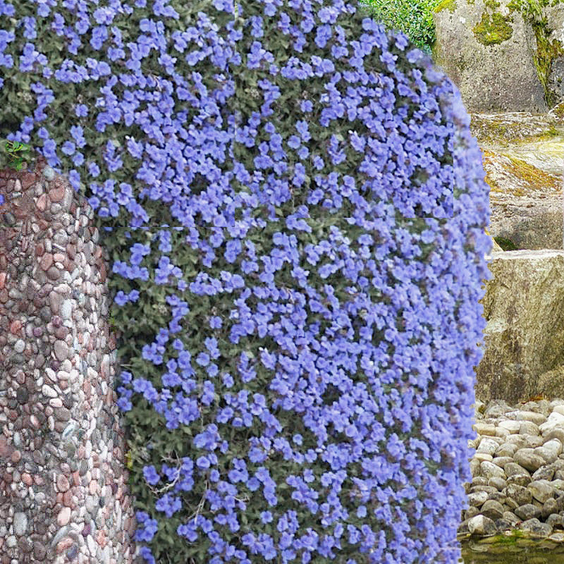 aubrieta blue light cascade - Gardening Plants And Flowers