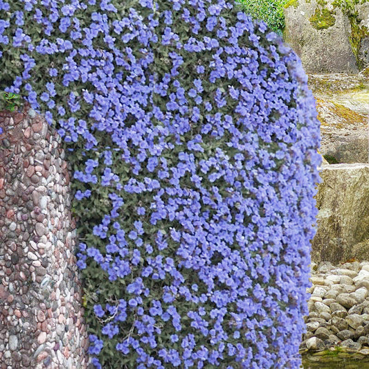 aubrieta blue light cascade - Gardening Plants And Flowers