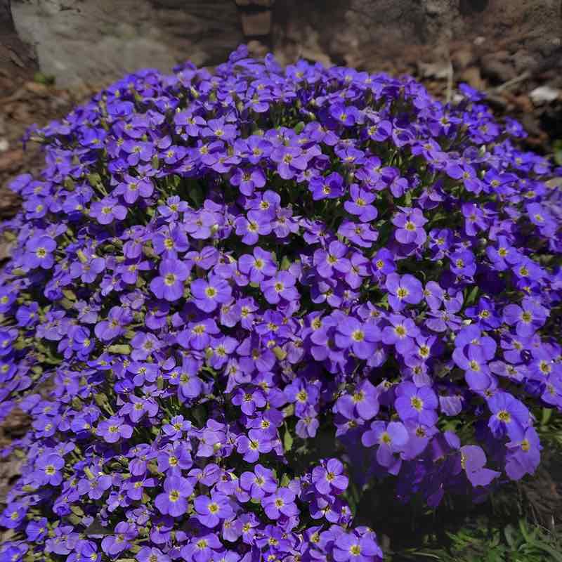 aubrieta whitewell gem - Gardening Plants And Flowers
