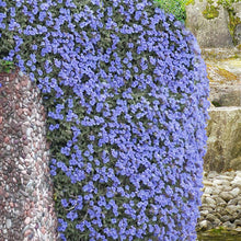 Load image into Gallery viewer, aubrieta blue sky cascade - Gardening Plants And Flowers