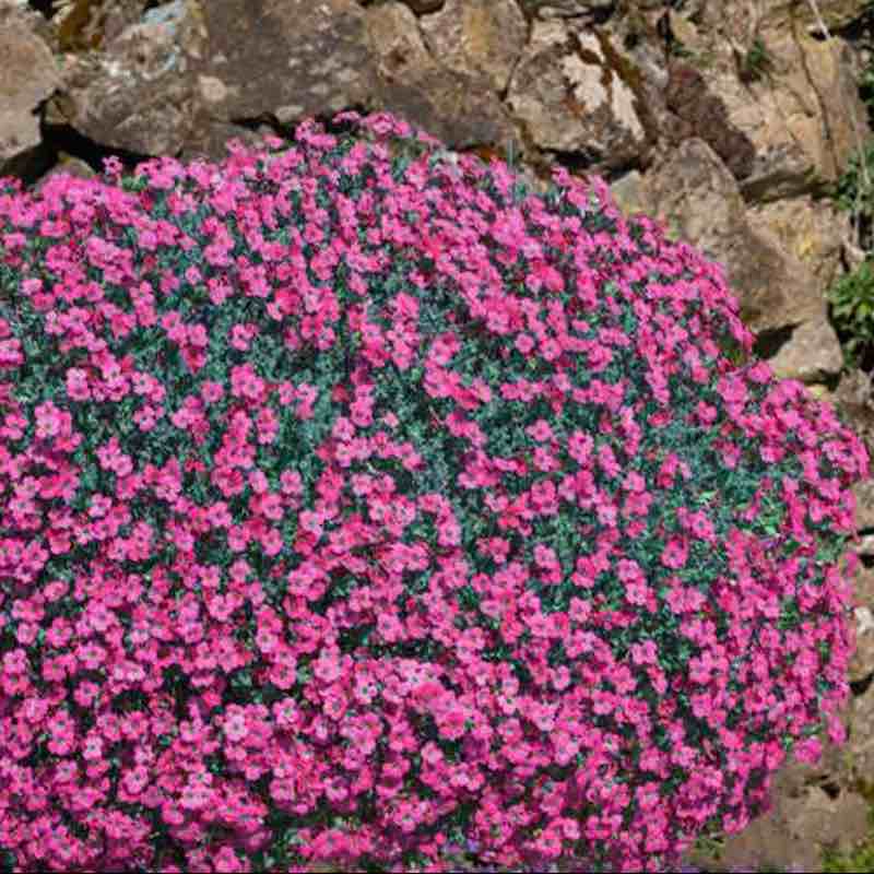 planting aubrieta seeds Aubrieta Cascade Red Rock Cress Seeds Ground Cover Plant