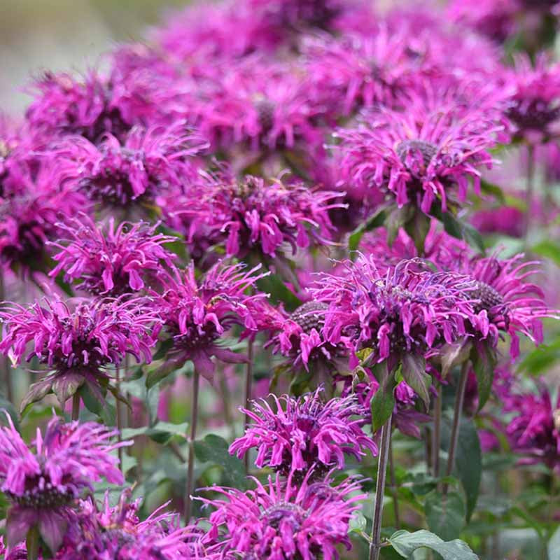 Bee Balm Seeds - Monarda Plant