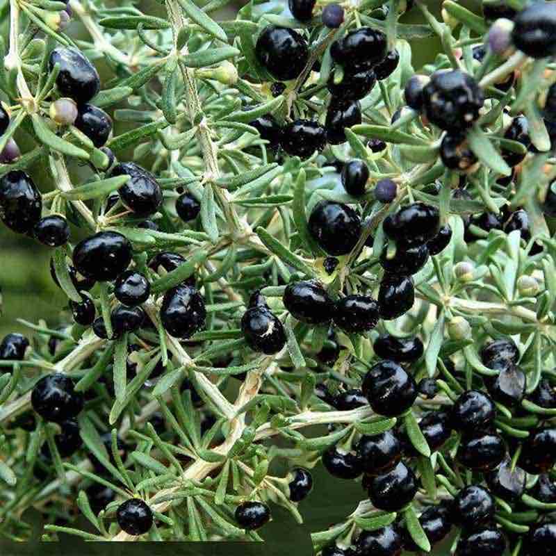 Close-up of black berries on a green plant