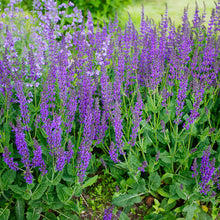 Load image into Gallery viewer, Blue Salvia Farinacea - Gardening Plants And Flowers