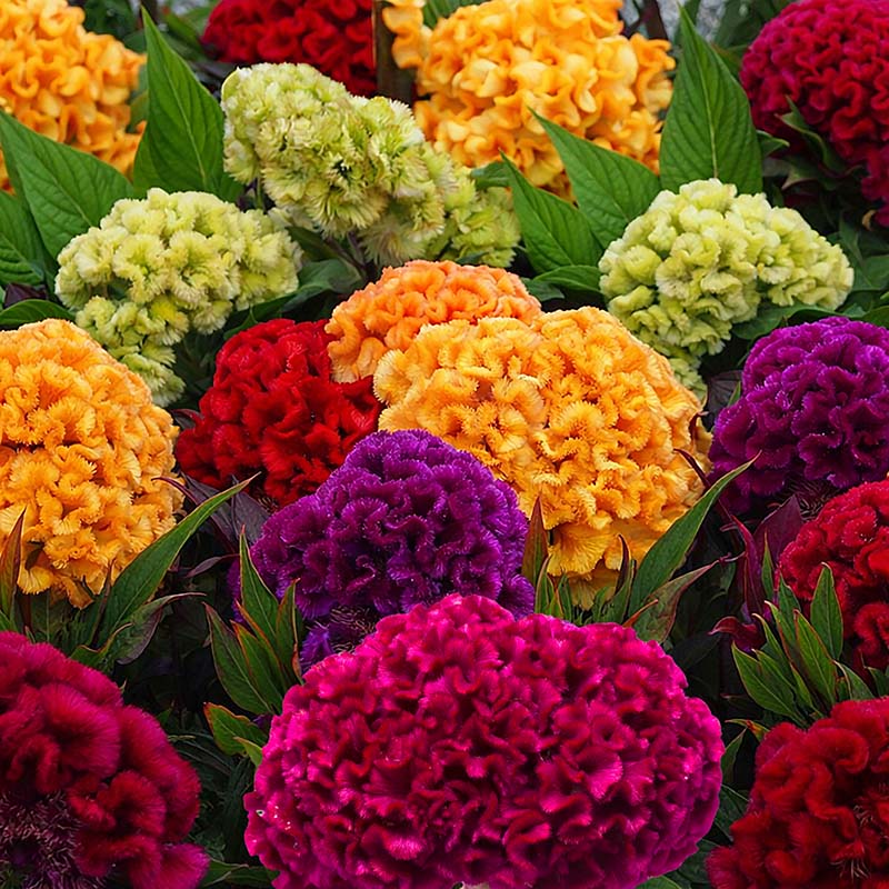 A colorful assortment of Celosia Cristata flowers, showing various shades of red, orange, yellow, and purple in a garden setting.