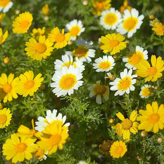 perennial mums - Gardening Plants And Flowers