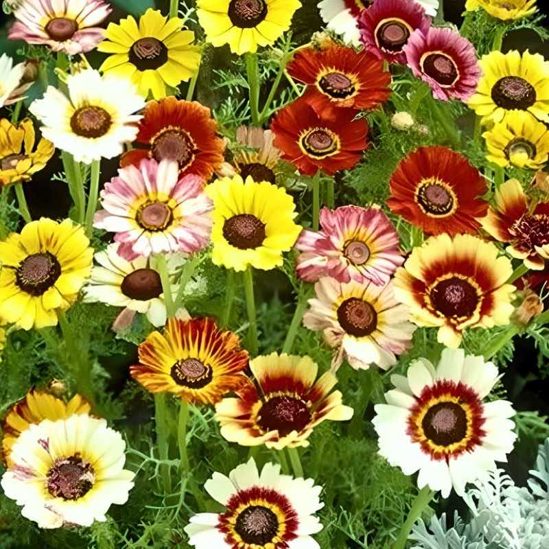 Colorful mix of daisy-like flowers with brown centers.
