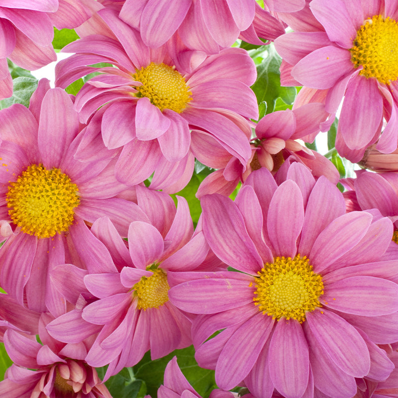 robinsons seeds and plants Chrysanthemum Seeds