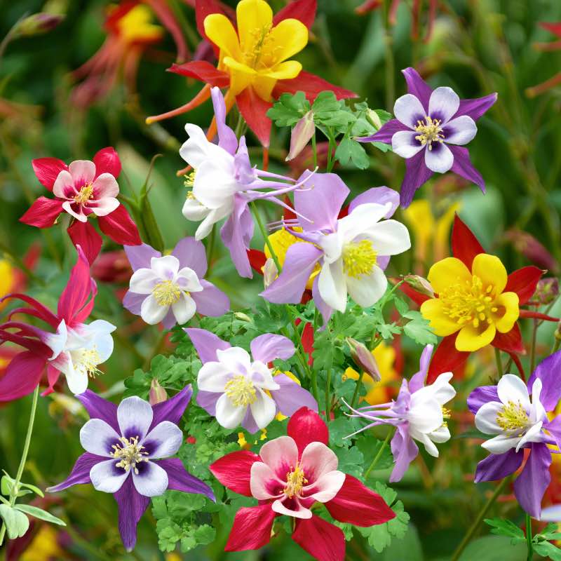 Colorful mix of aquilegia flowers with red, purple, white, and yellow colors.