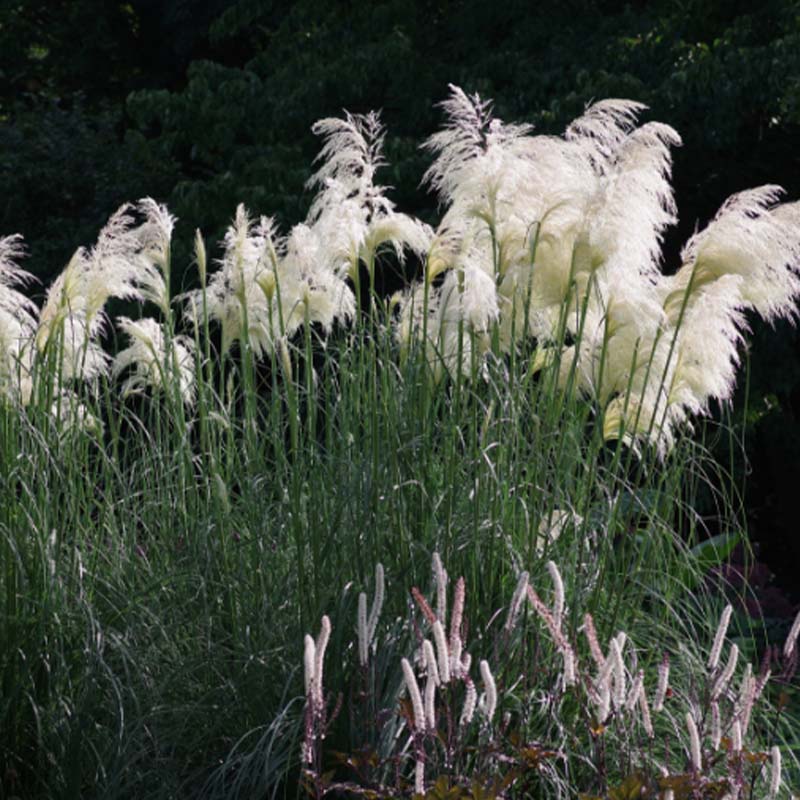 Tall white grasses swaying in the wind with a dark background