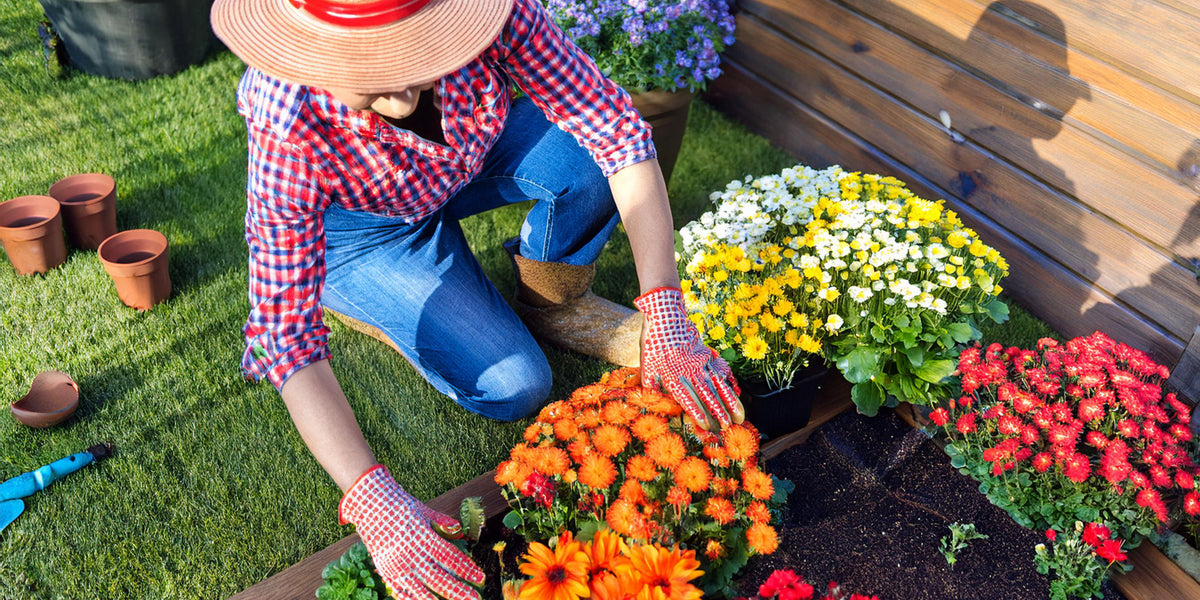 A gardener planting flowers in a garden bed. The gardener wears gloves. There are tools and pots in the grass.