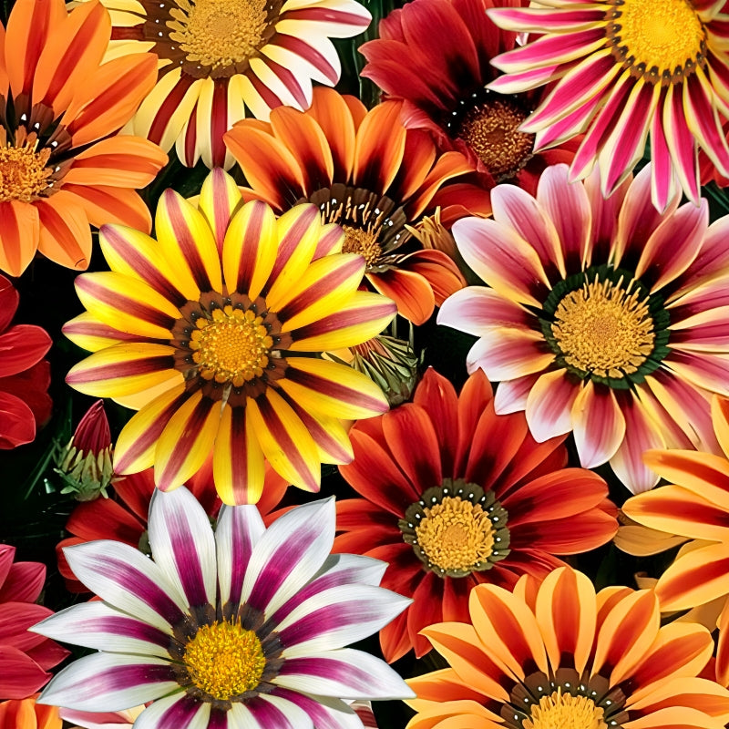 gazania new day tiger - Gardening Plants And Flowers