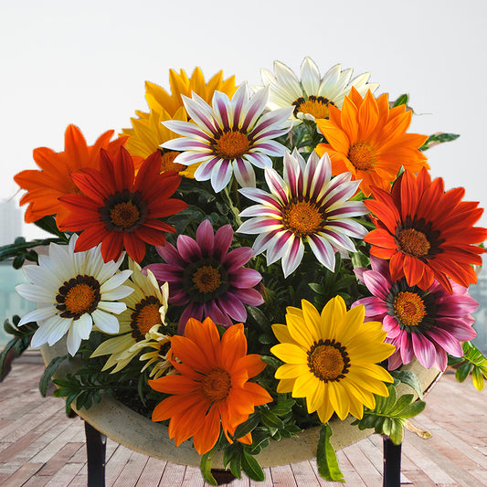 A colorful assortment of Gazania Rigens New Day flowers with daisy-like blooms in shades of orange, red, purple, and yellow.