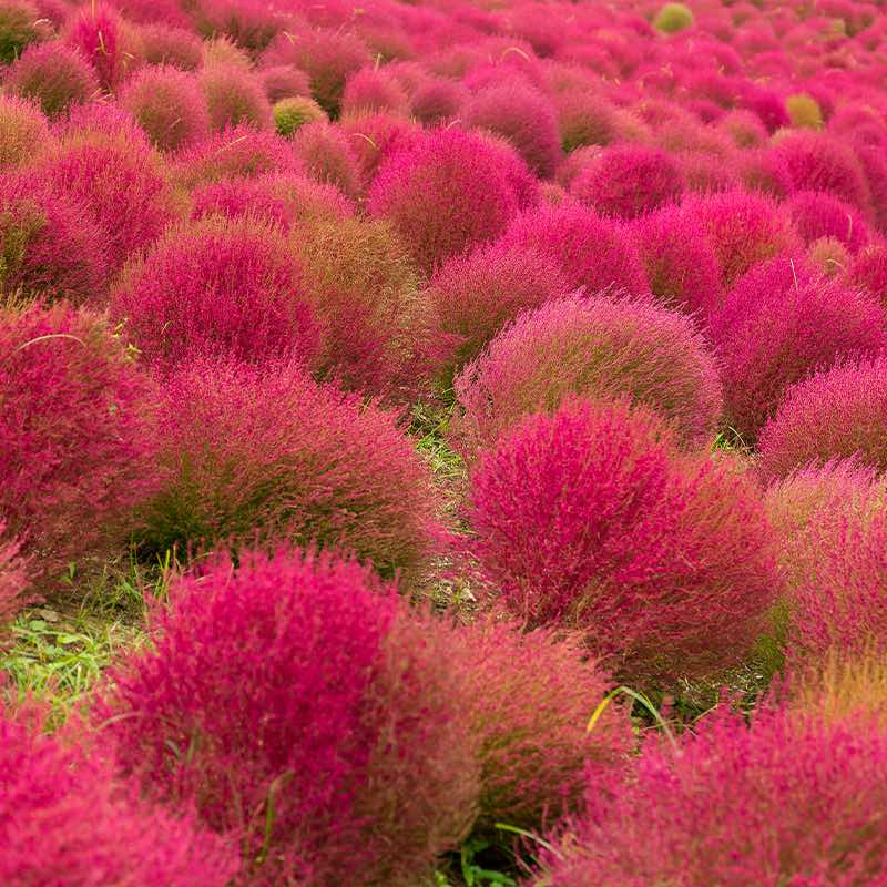 Kochia - Gardening Plants And Flowers