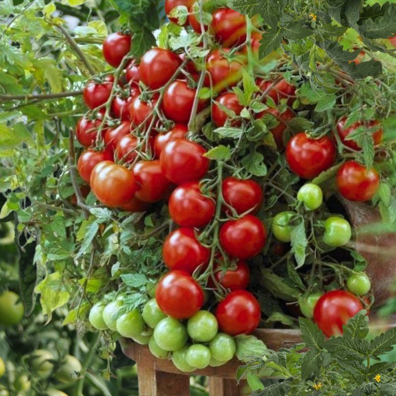 Tomatoes growing on a plant with green and red fruits.