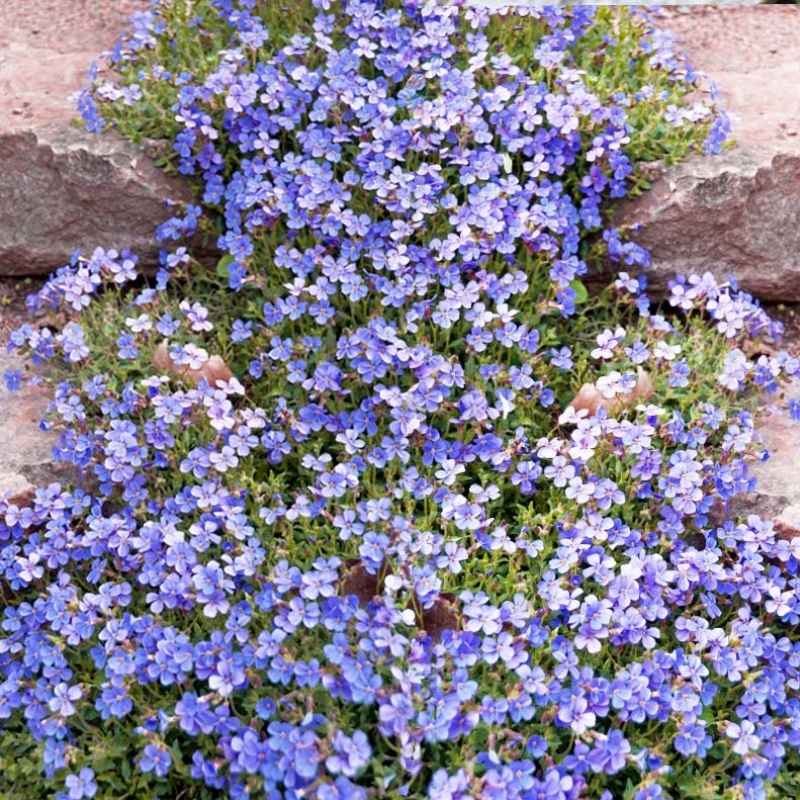 blue ground cover succulent Aubrieta Cascade Blue-light Rock Cress