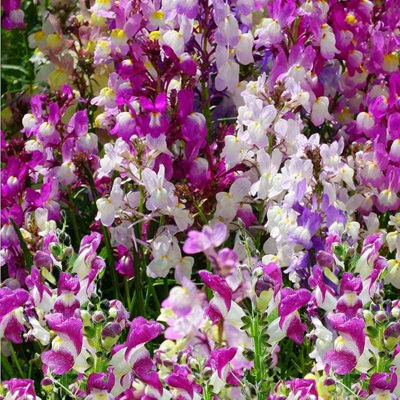 Snapdragon Seeds