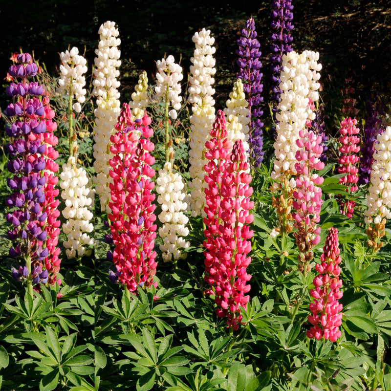 Colorful lupine flowers in a garden setting