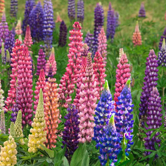 Colorful lupine flowers in a field