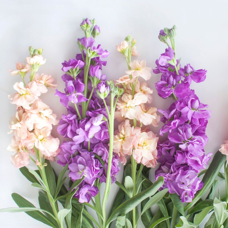 stock matthiola - Gardening Plants and Flowers