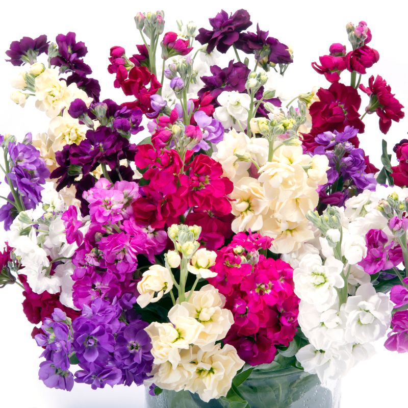 matthiola incana - Gardening Plants and Flowers