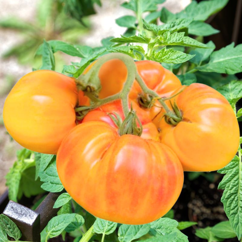 pineapple tomato - Gardening Plants And Flowers