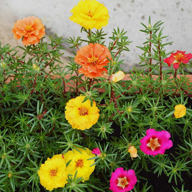 Colorful Purslane flowers including yellow, orange, and pink amidst green foliage.