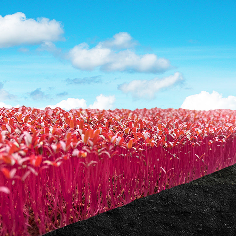 amaranthus seeds - Gardening Plants And Flowers