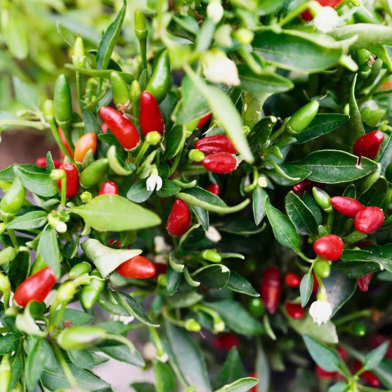 Ripe and green red hot chili peppers in compact bushes.