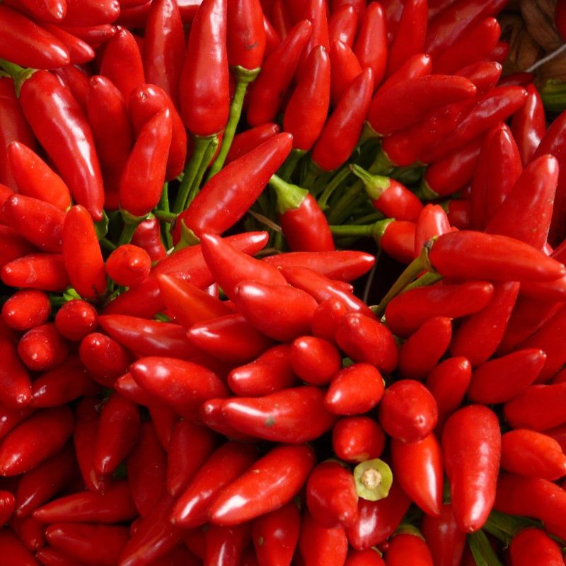 Close-up of red chili hot peppers with green stems.