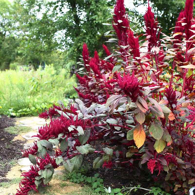 Red feather amaranth plants in a garden setting with greenery.