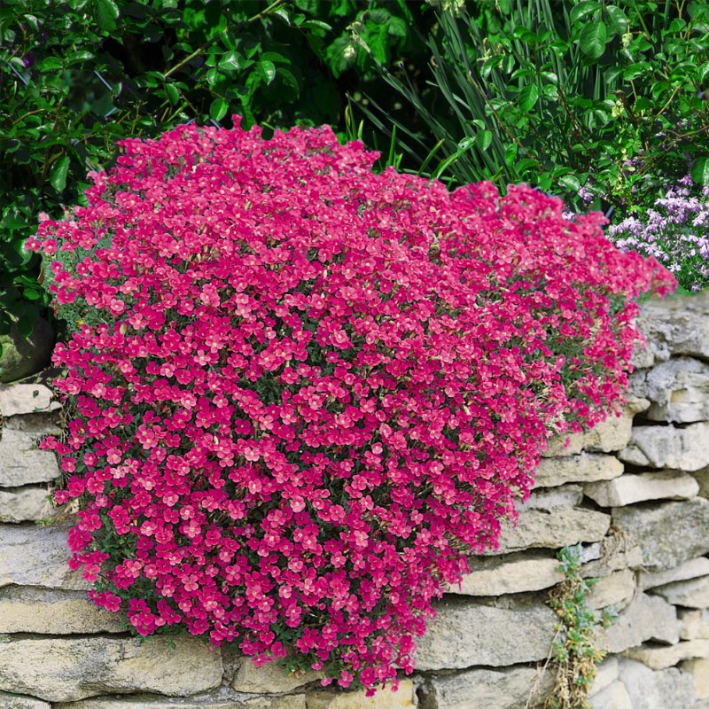 A flower bed with a dense, red carpet of Aubrieta Cascade cress growing over a stone wall.